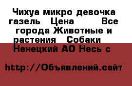 Чихуа микро девочка газель › Цена ­ 65 - Все города Животные и растения » Собаки   . Ненецкий АО,Несь с.